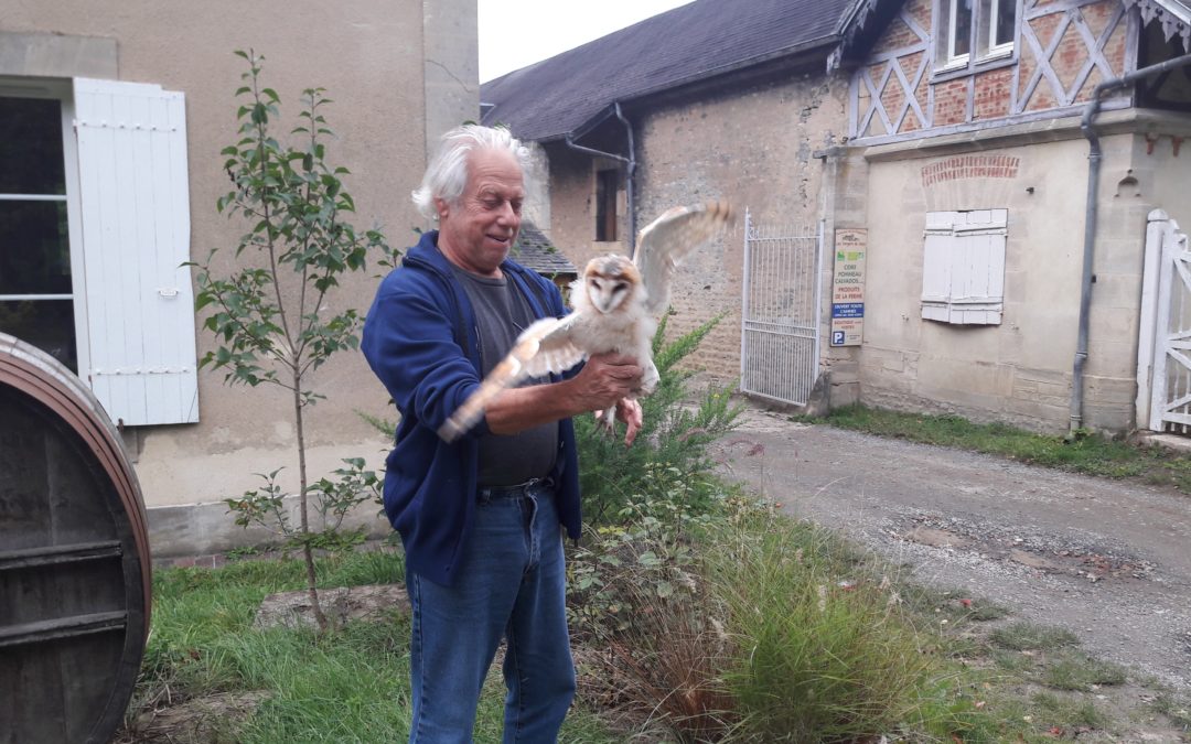 A baby owl at Les Vergers de Ducy