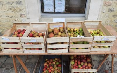 Sale of knife apples