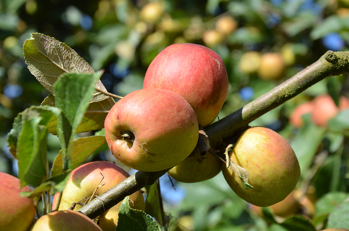 Pommes à cidre 